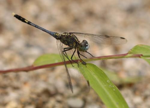 Diplacodes trivialis